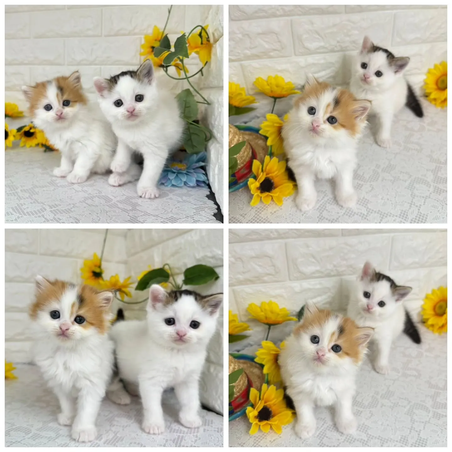 本日ご紹介のマンチカンちゃん達です🐱❤️