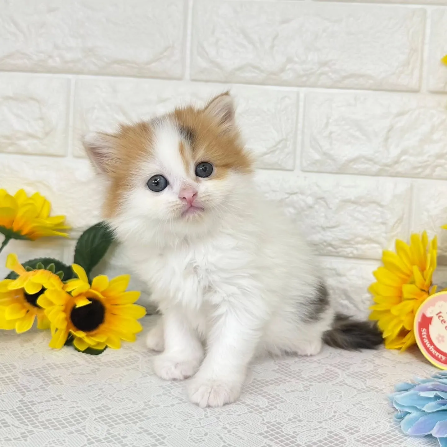 本日ご紹介のマンチカンちゃん達です🐱❤️
