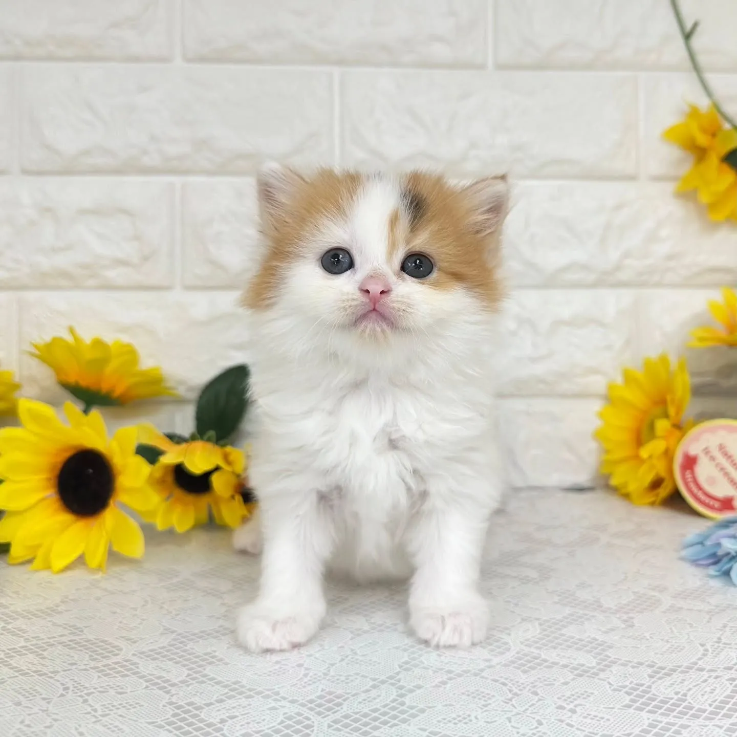 本日ご紹介のマンチカンちゃん達です🐱❤️