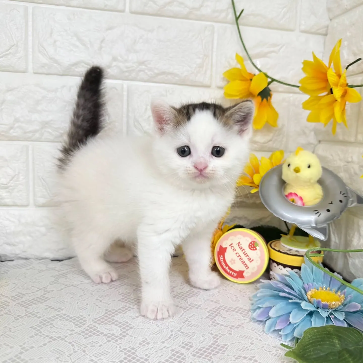 本日ご紹介のマンチカンちゃん達です🐱❤️