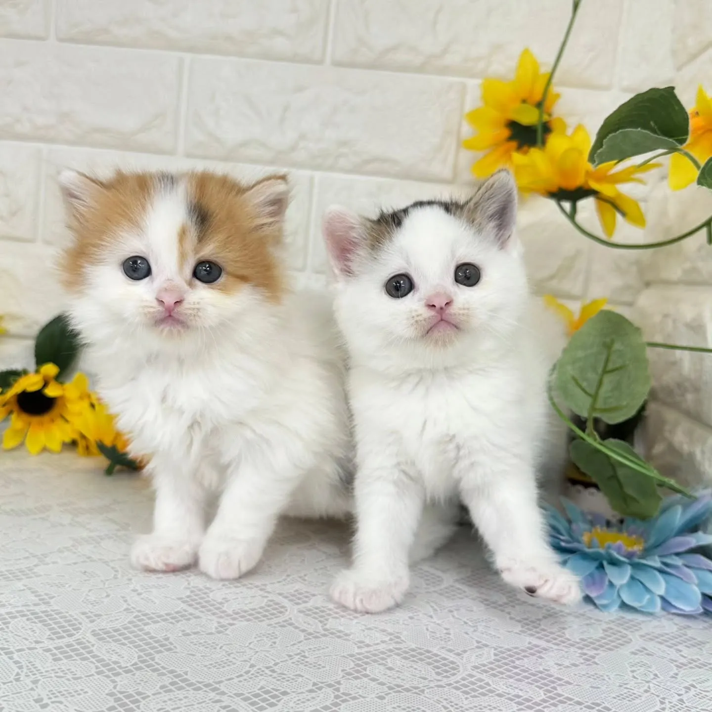 本日ご紹介のマンチカンちゃん達です🐱❤️