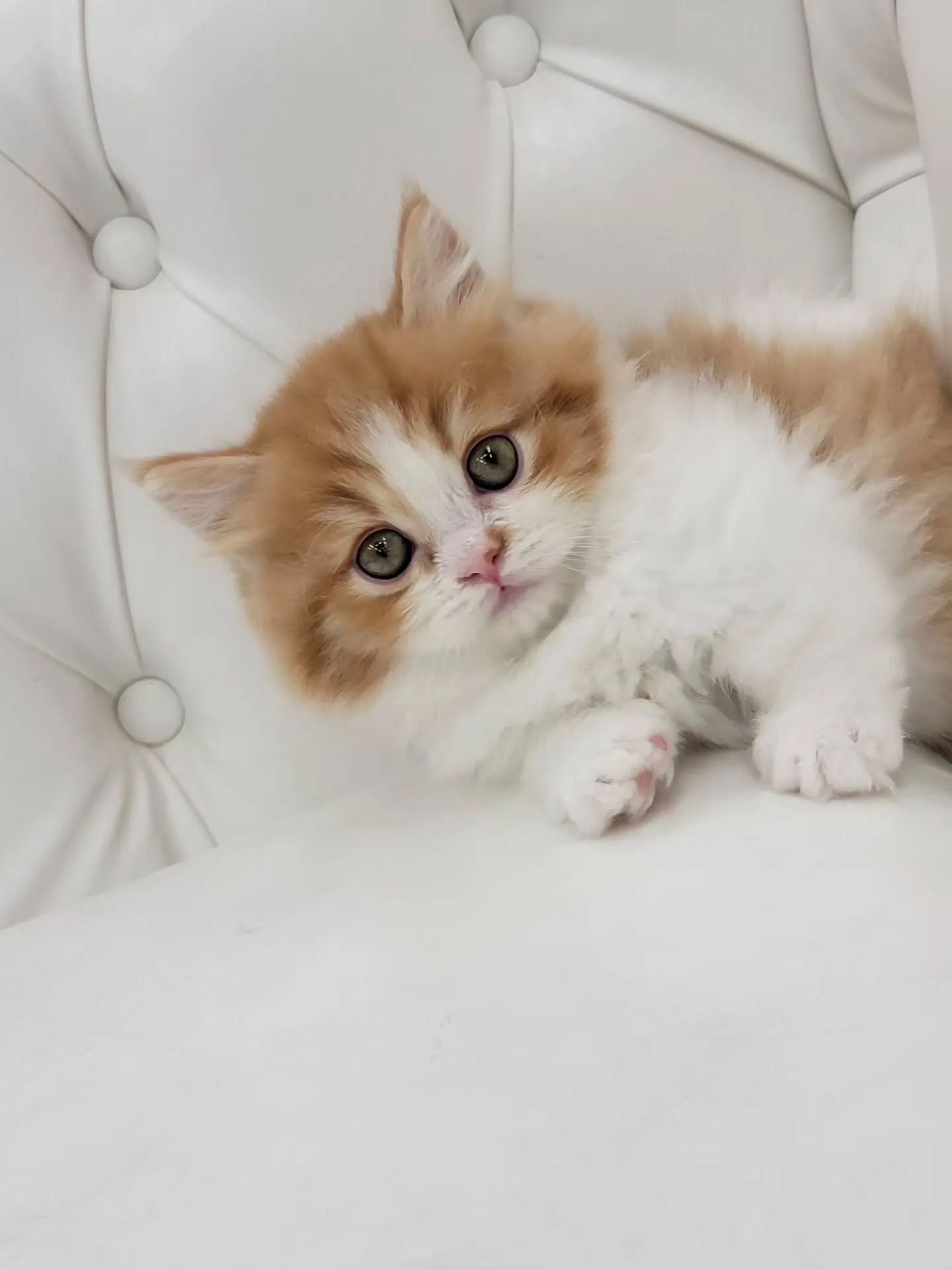🐾短足キュン死注意報発令🚨\