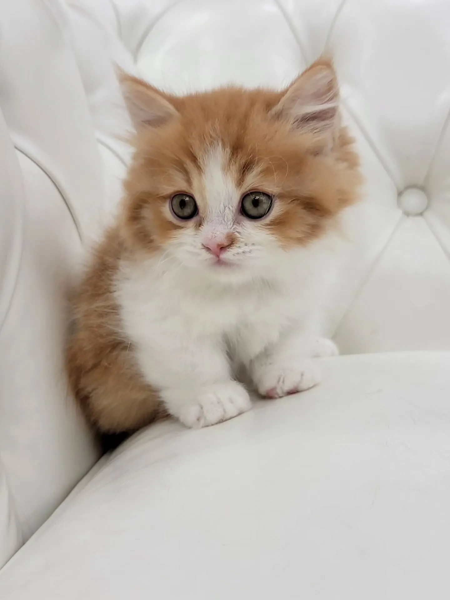 🐾短足キュン死注意報発令🚨\