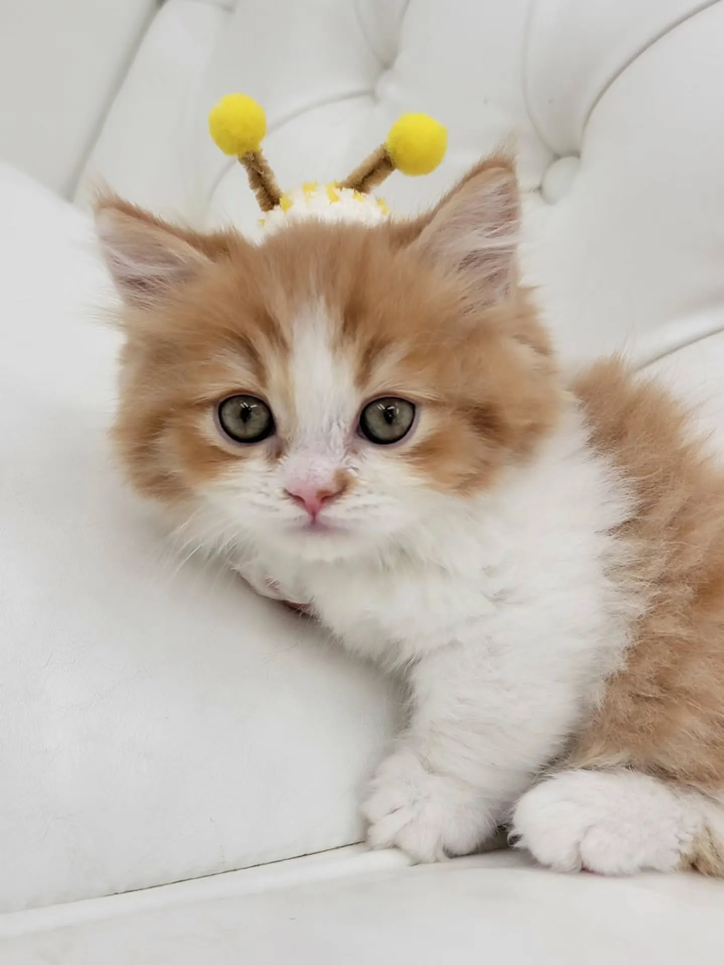 🐾短足キュン死注意報発令🚨\