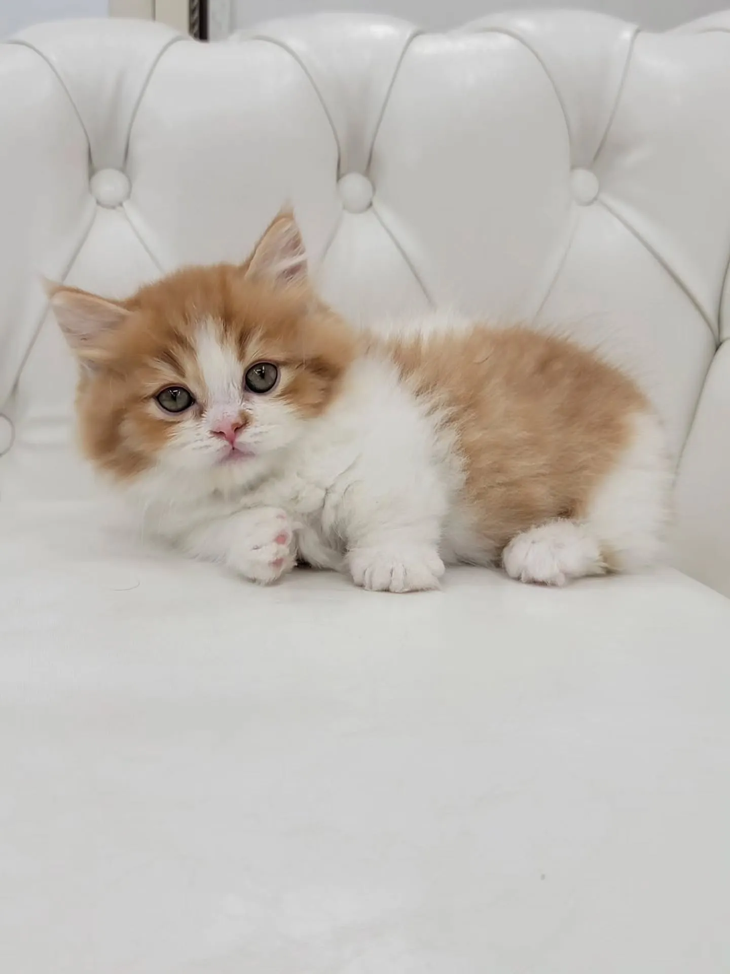 🐾短足キュン死注意報発令🚨\