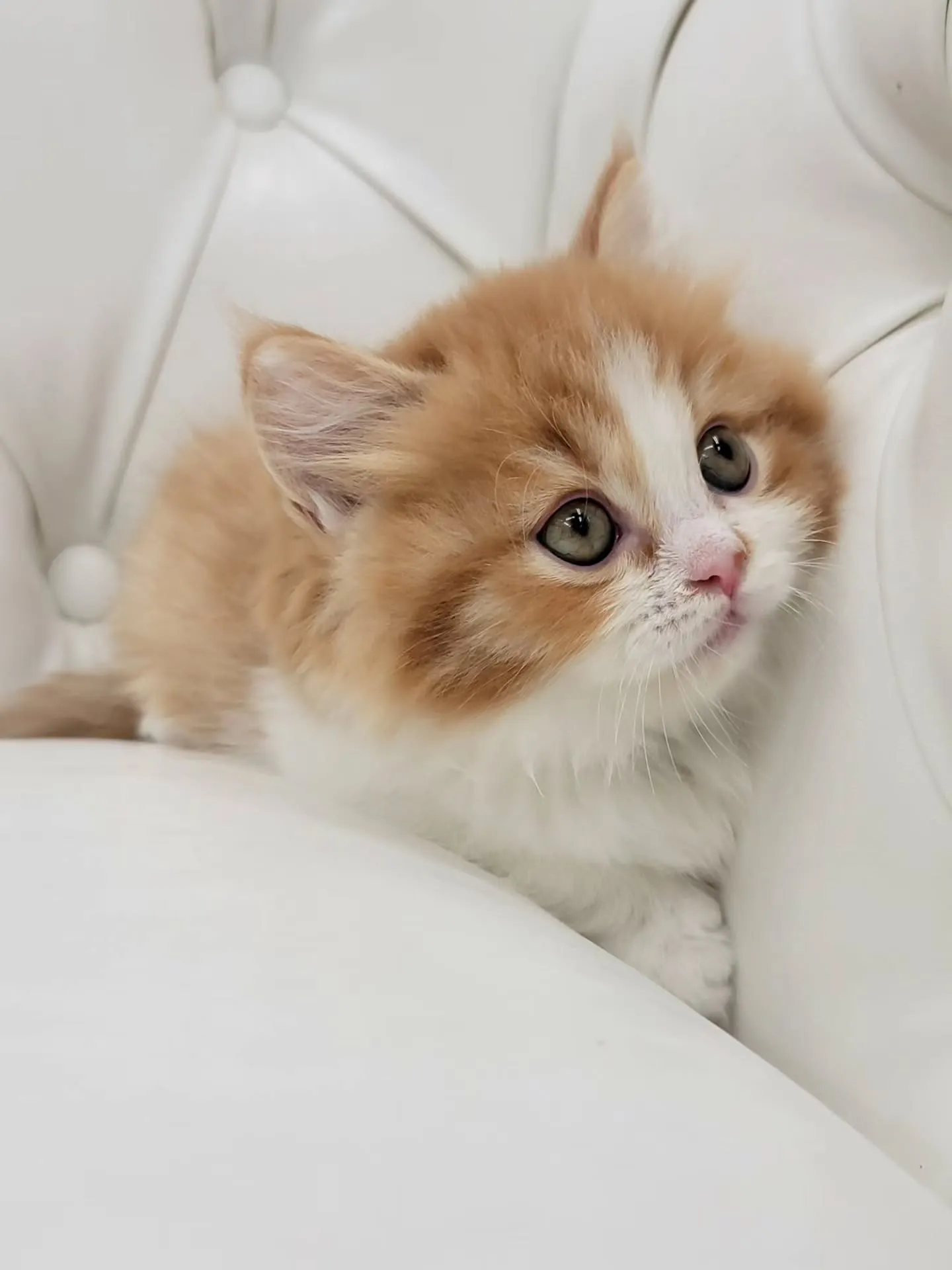🐾短足キュン死注意報発令🚨\