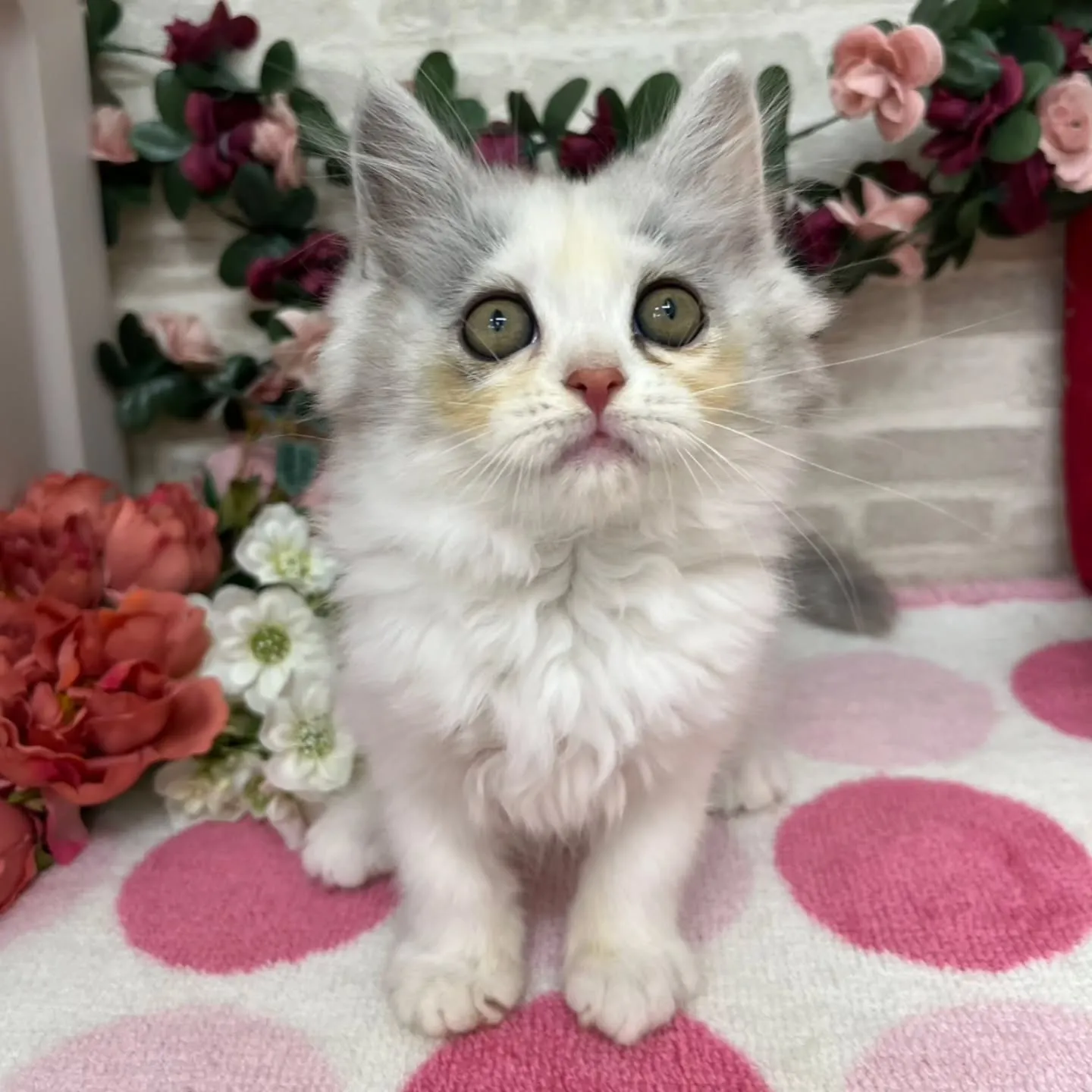 現在ご紹介中のミヌエットちゃんの女の子です🐱💕