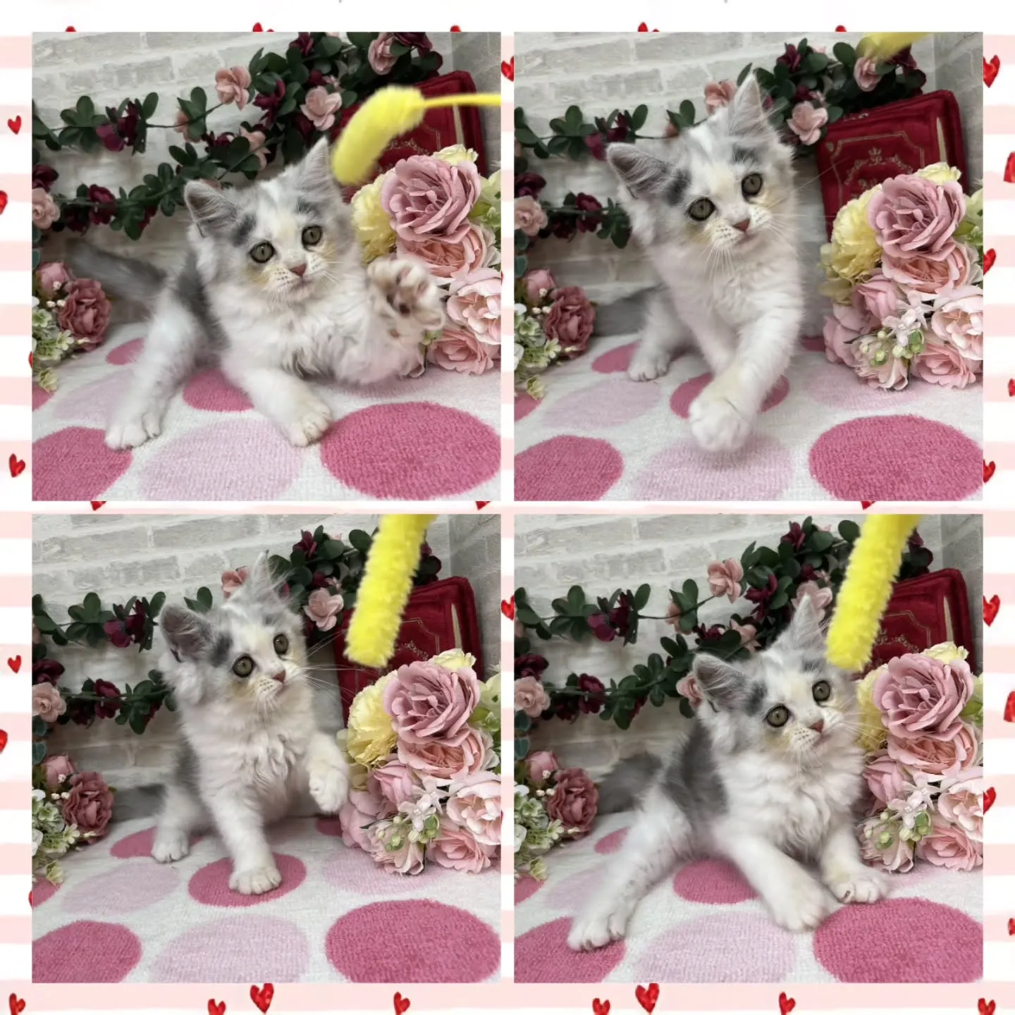 現在ご紹介中のミヌエットちゃんの女の子です🐱💕