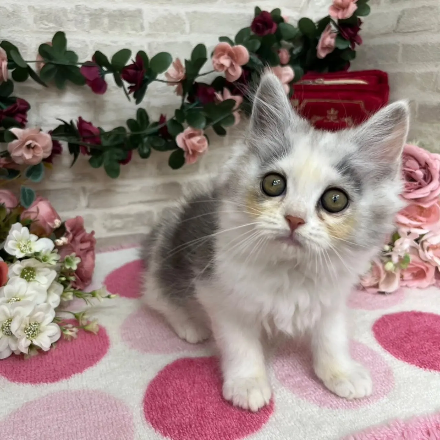 現在ご紹介中のミヌエットちゃんの女の子です🐱💕