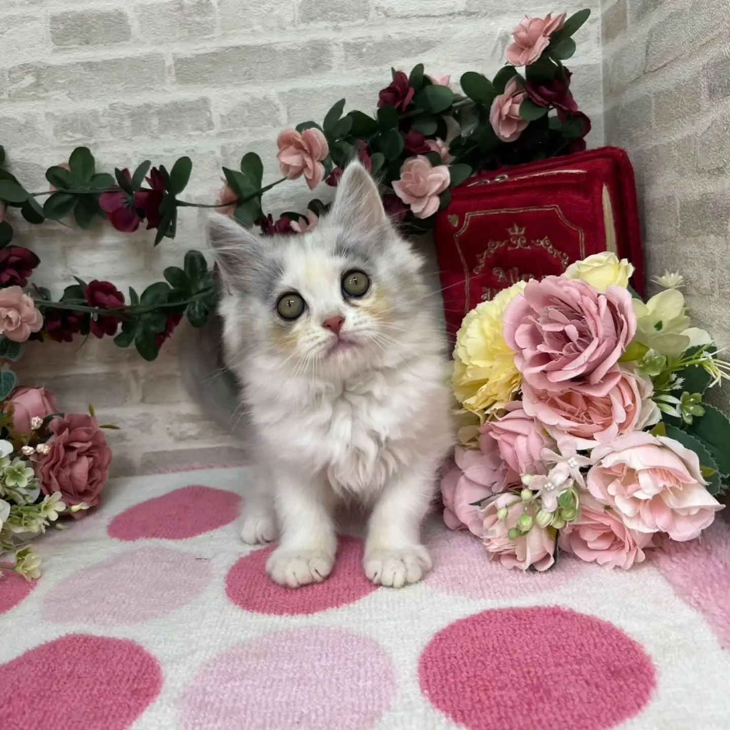 現在ご紹介中のミヌエットちゃんの女の子です🐱💕