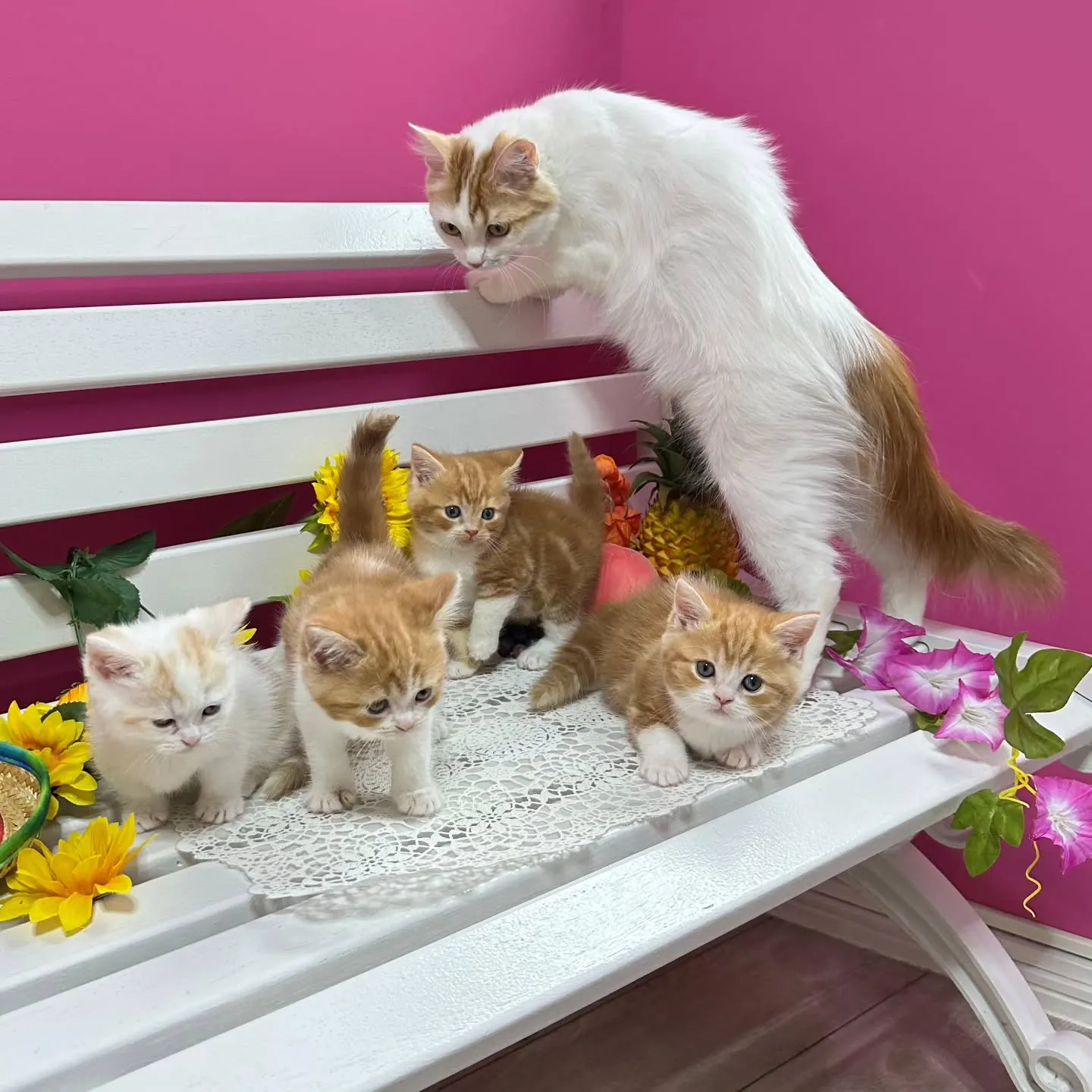 マンチカンBaby 😺❤️