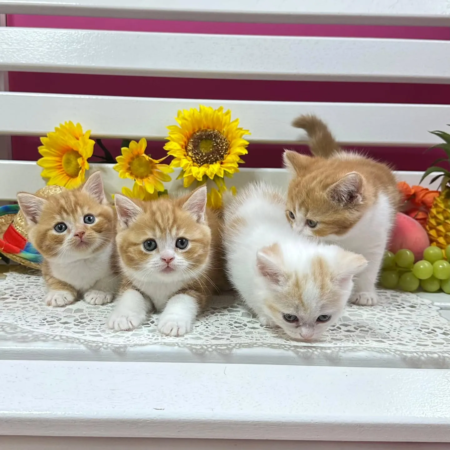 マンチカンBaby 😺❤️