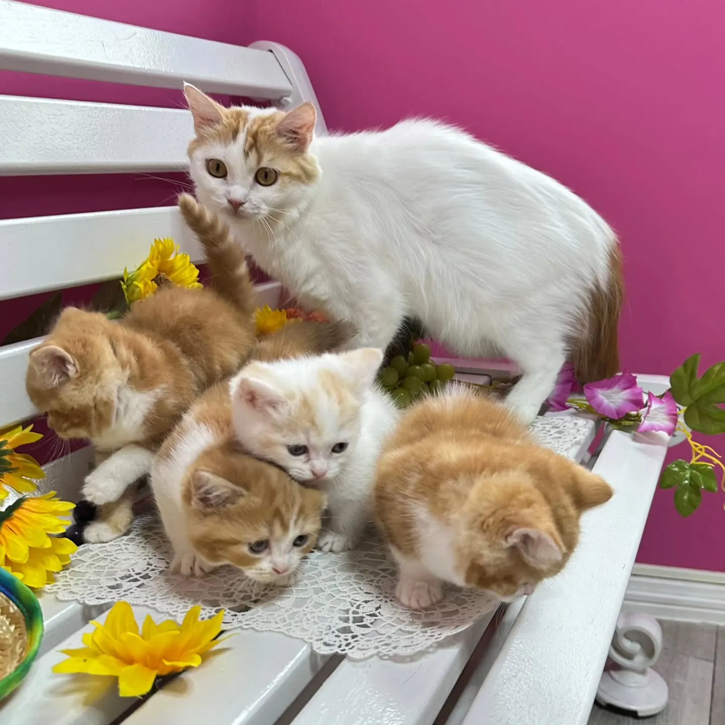 マンチカンBaby 😺❤️