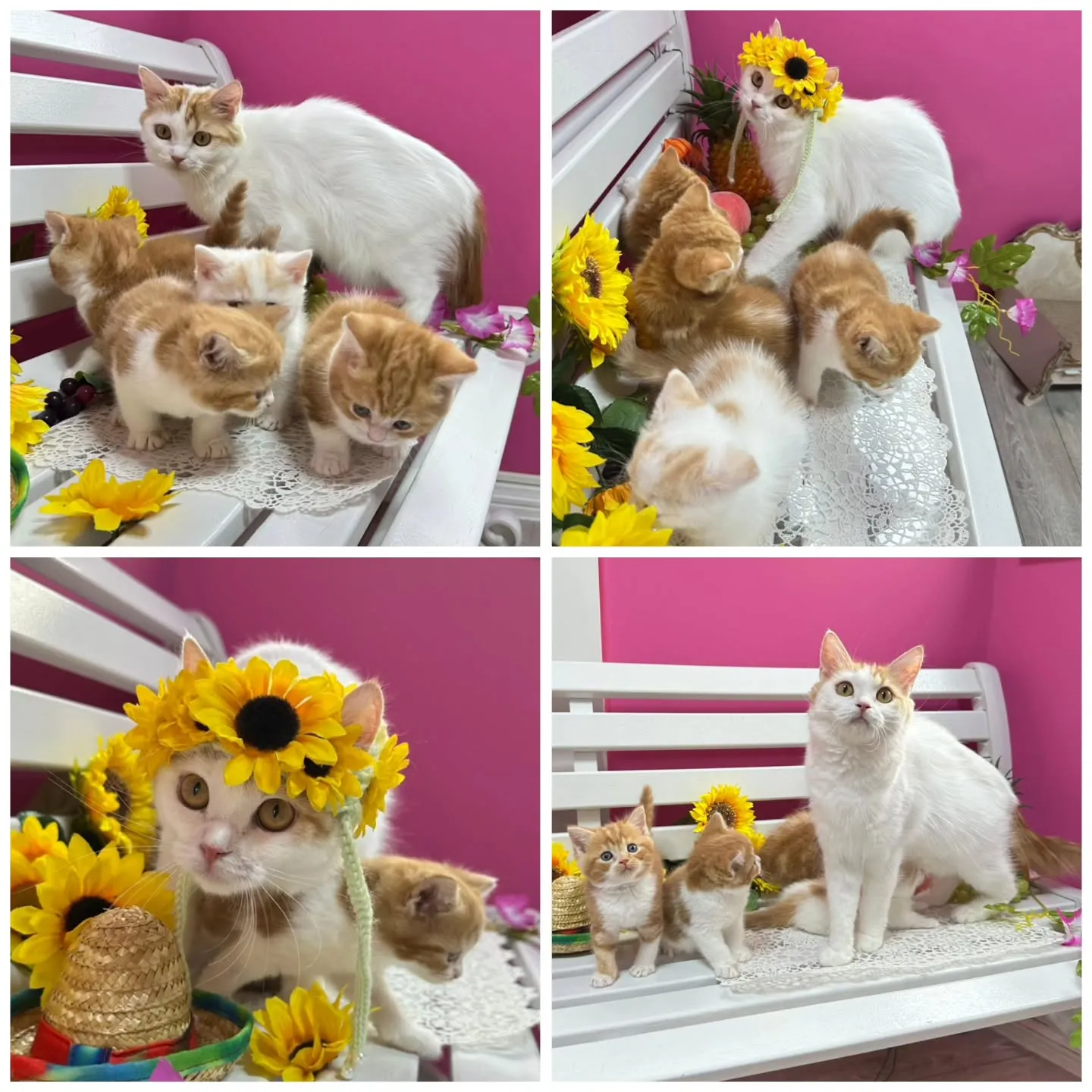 マンチカンBaby 😺❤️