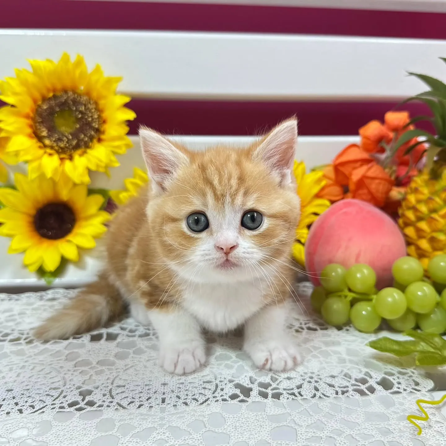 マンチカンBaby 😺❤️