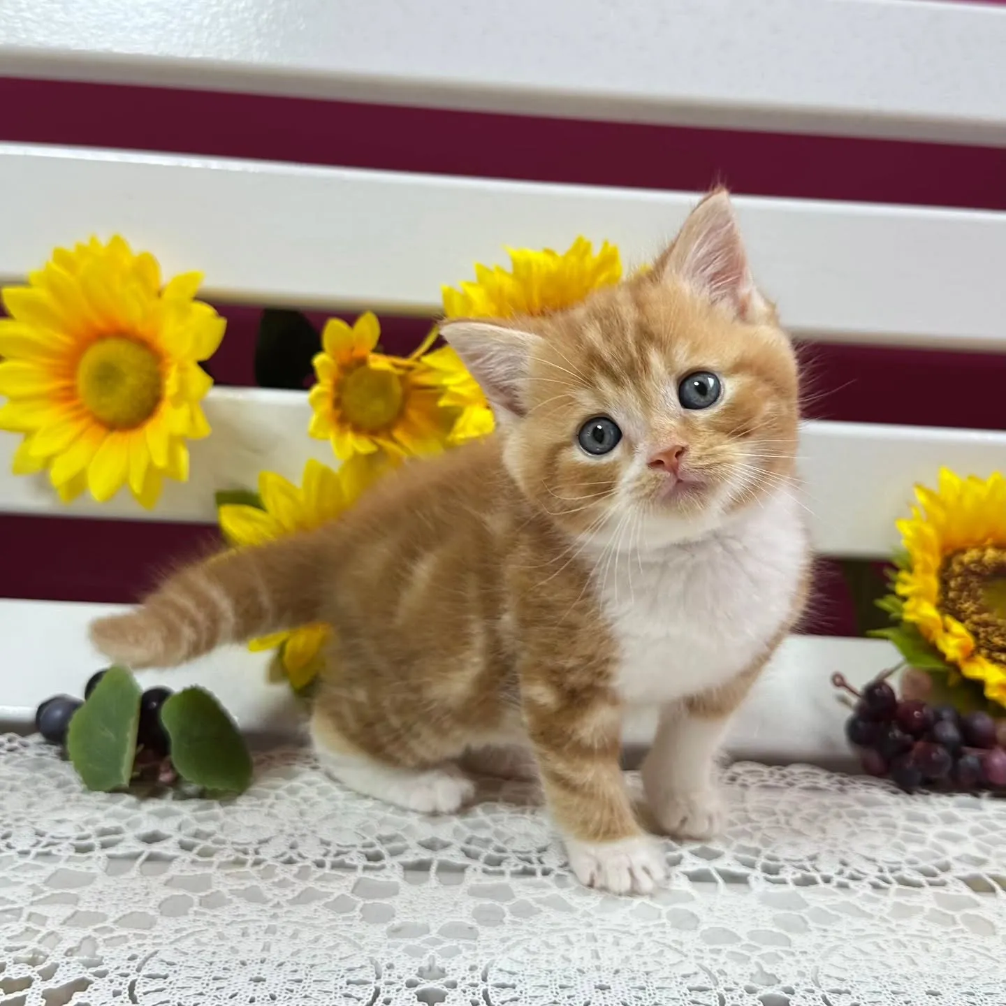 マンチカンBaby 😺❤️