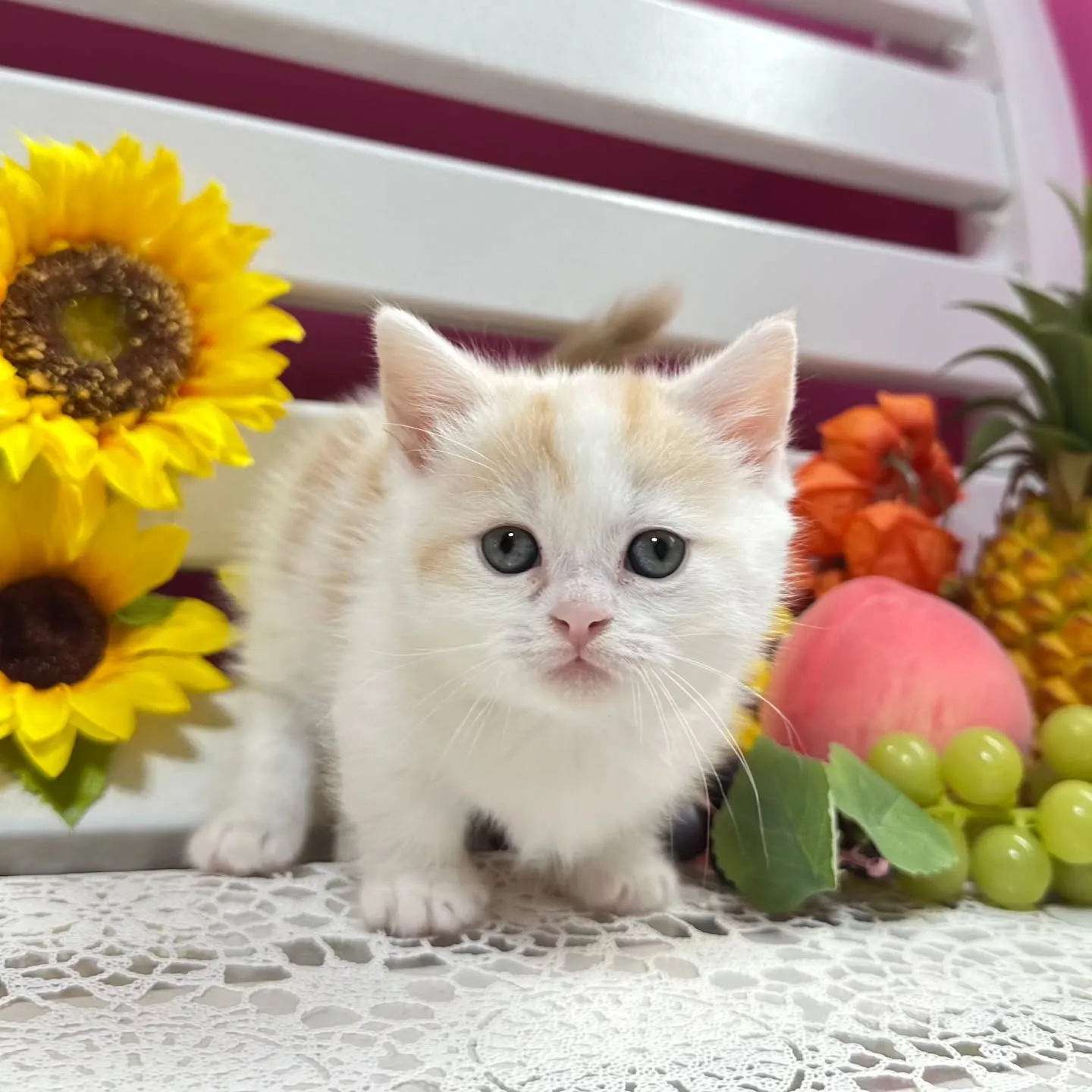 マンチカンBaby 😺❤️