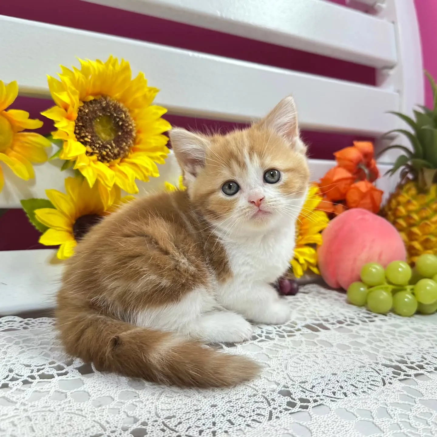 マンチカンBaby 😺❤️