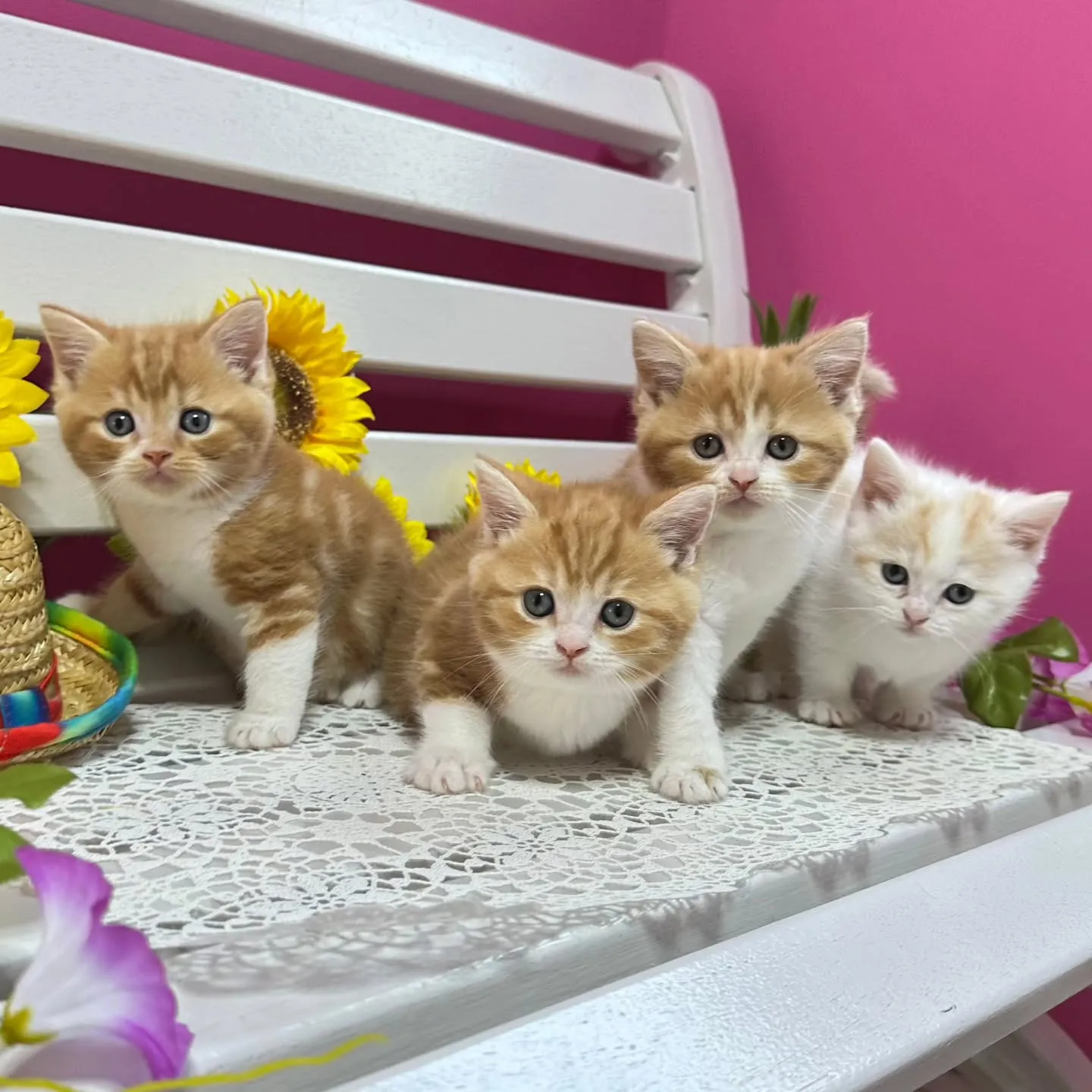 マンチカンBaby 😺❤️