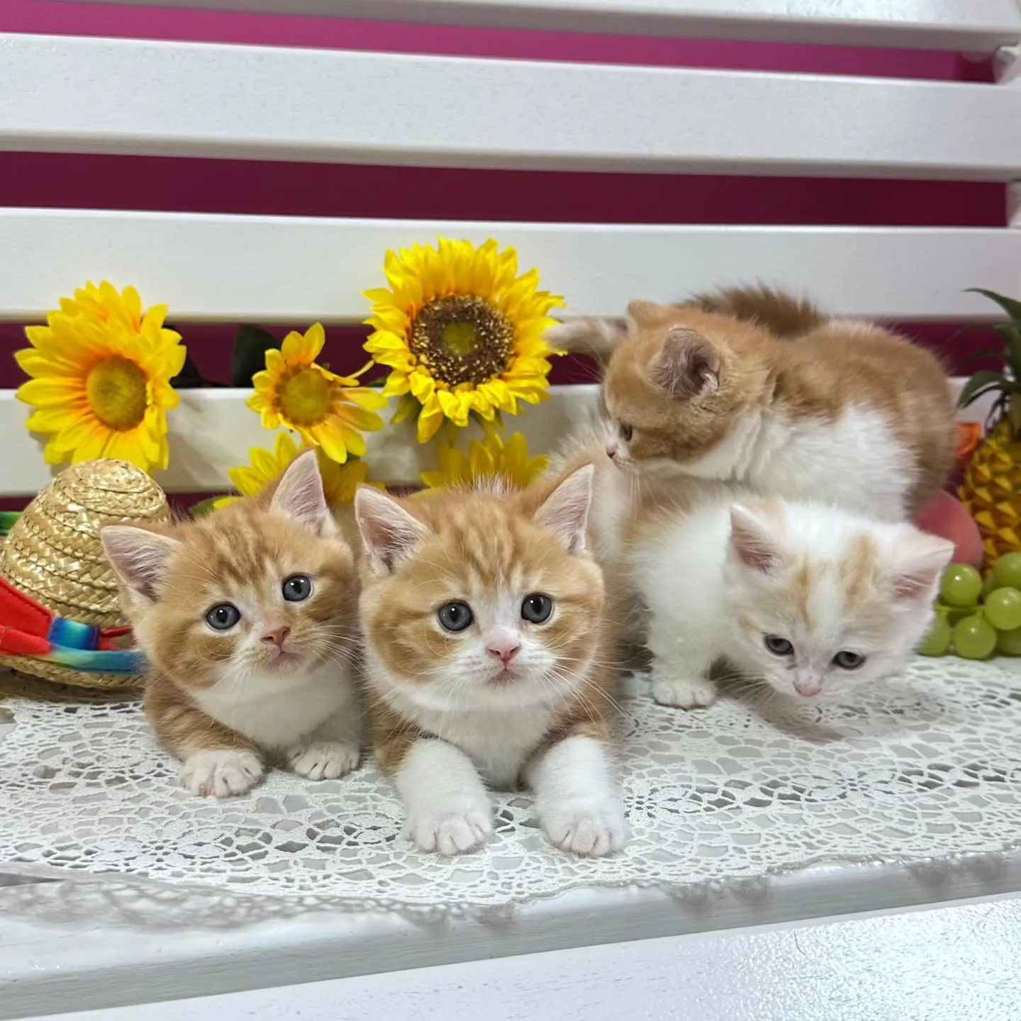 マンチカンBaby 😺❤️