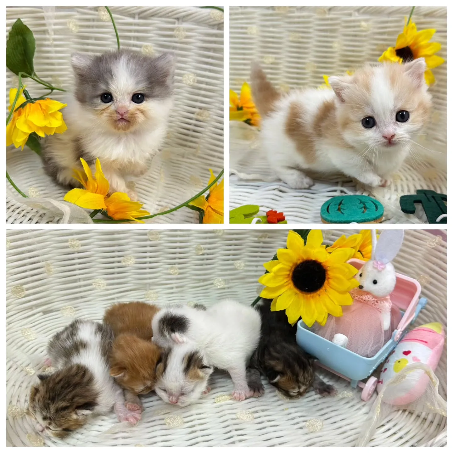 ミヌエットBaby 😺❤️&マンチカンBaby 😺❤️