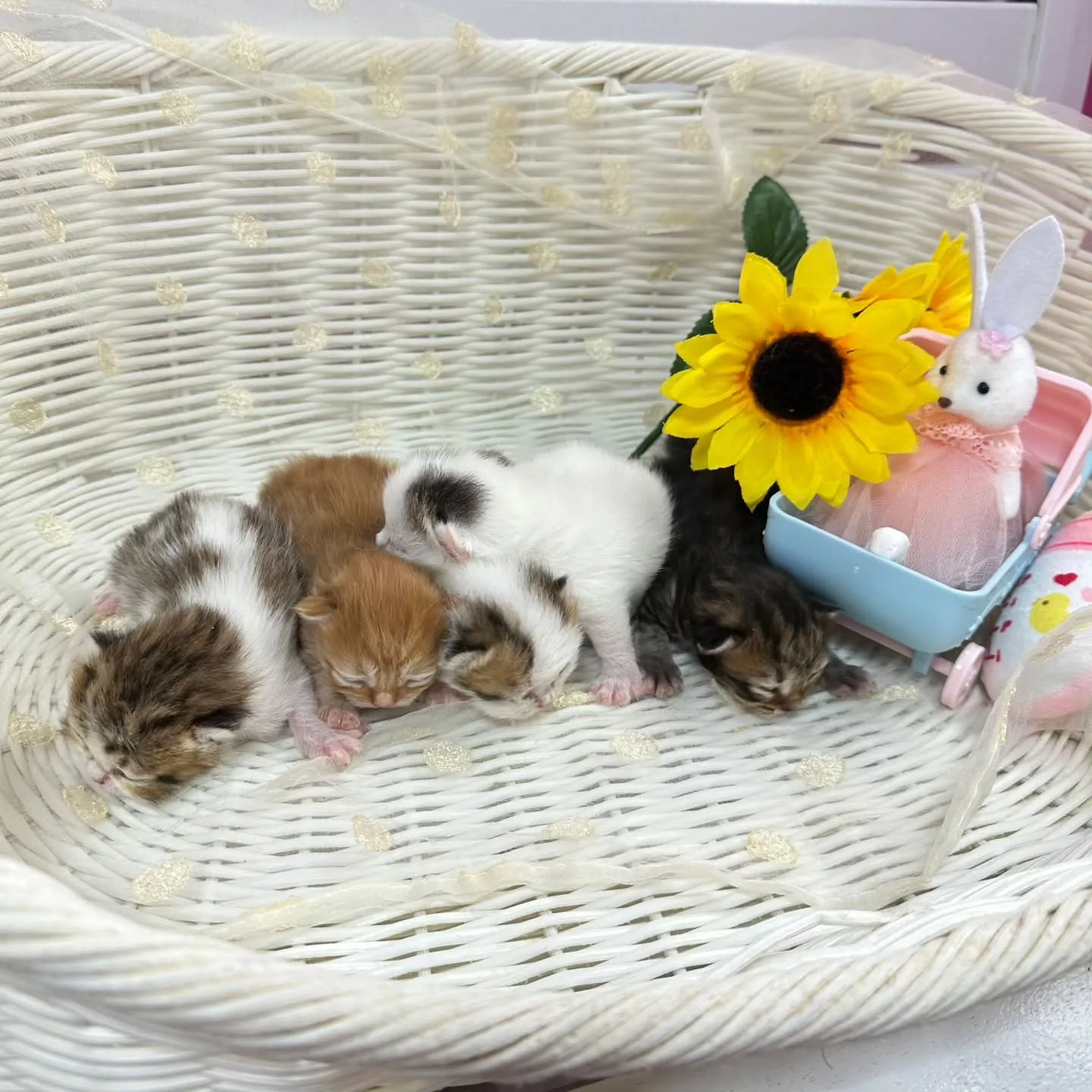 ミヌエットBaby 😺❤️&マンチカンBaby 😺❤️