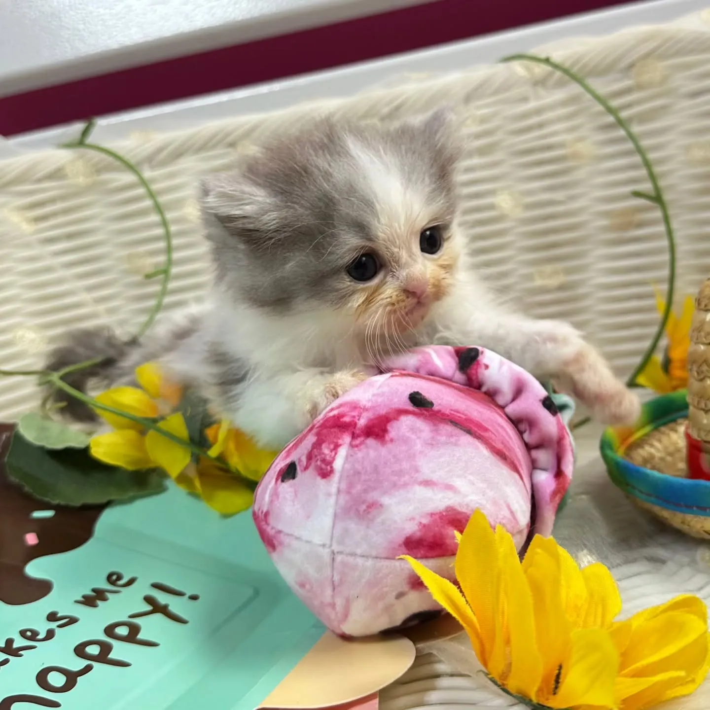 ミヌエットBaby 😺❤️&マンチカンBaby 😺❤️