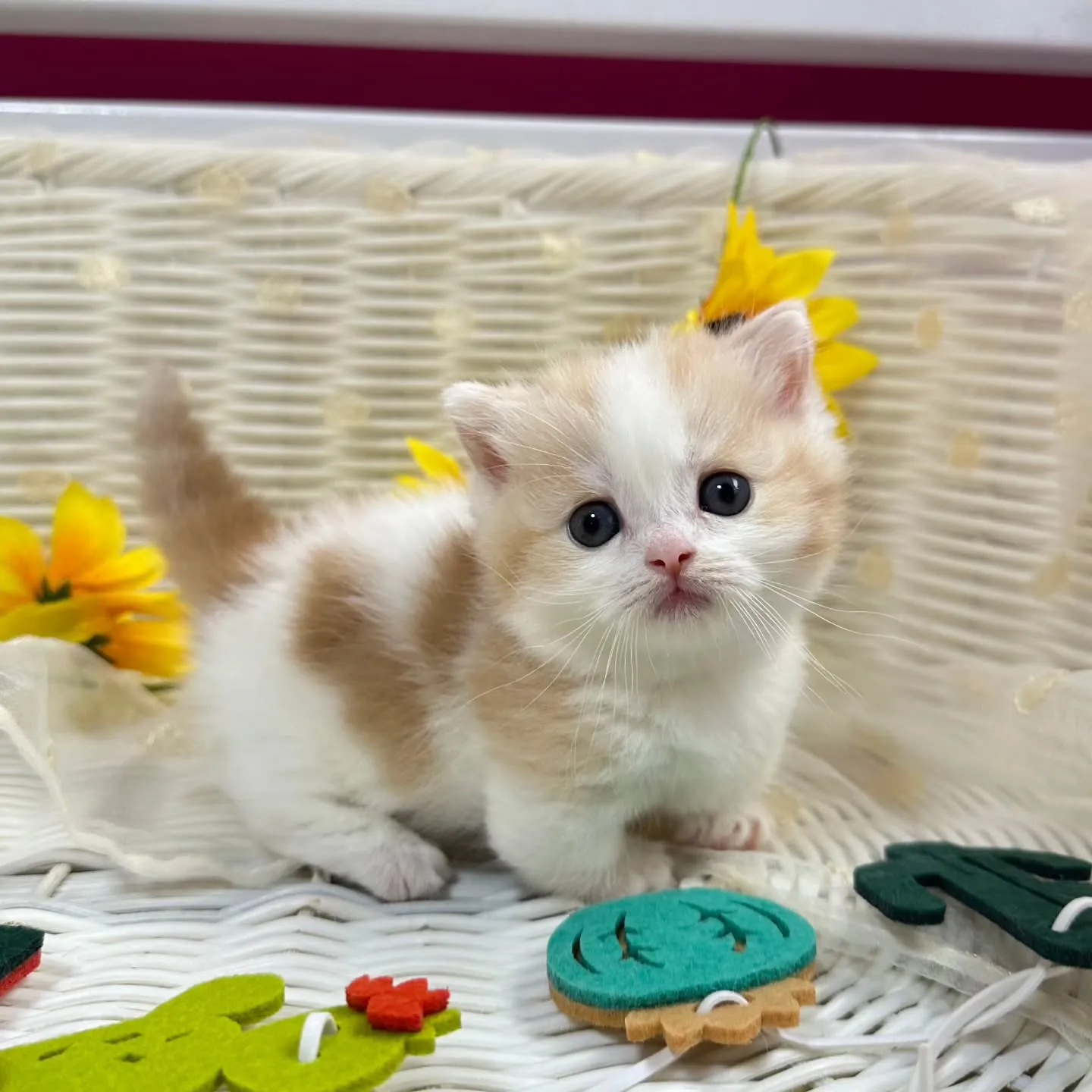 ミヌエットBaby 😺❤️&マンチカンBaby 😺❤️