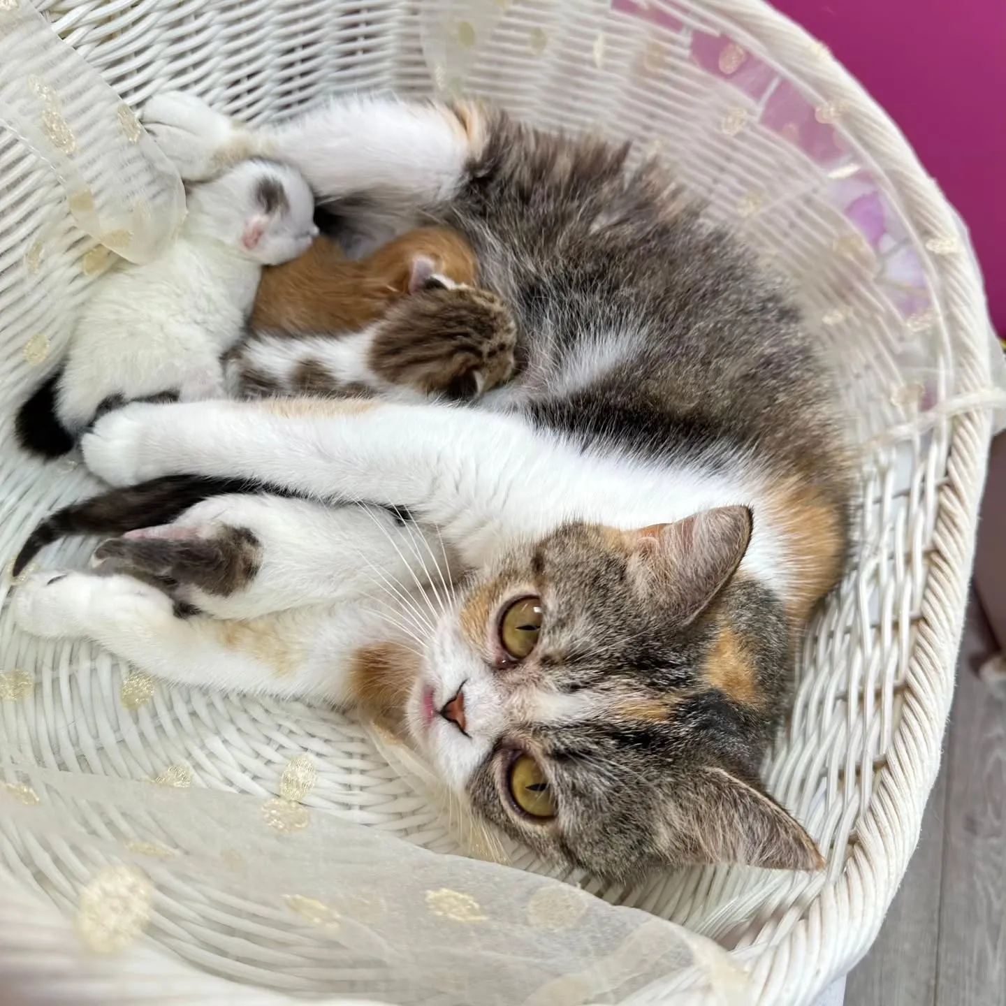 ミヌエットBaby 😺❤️&マンチカンBaby 😺❤️