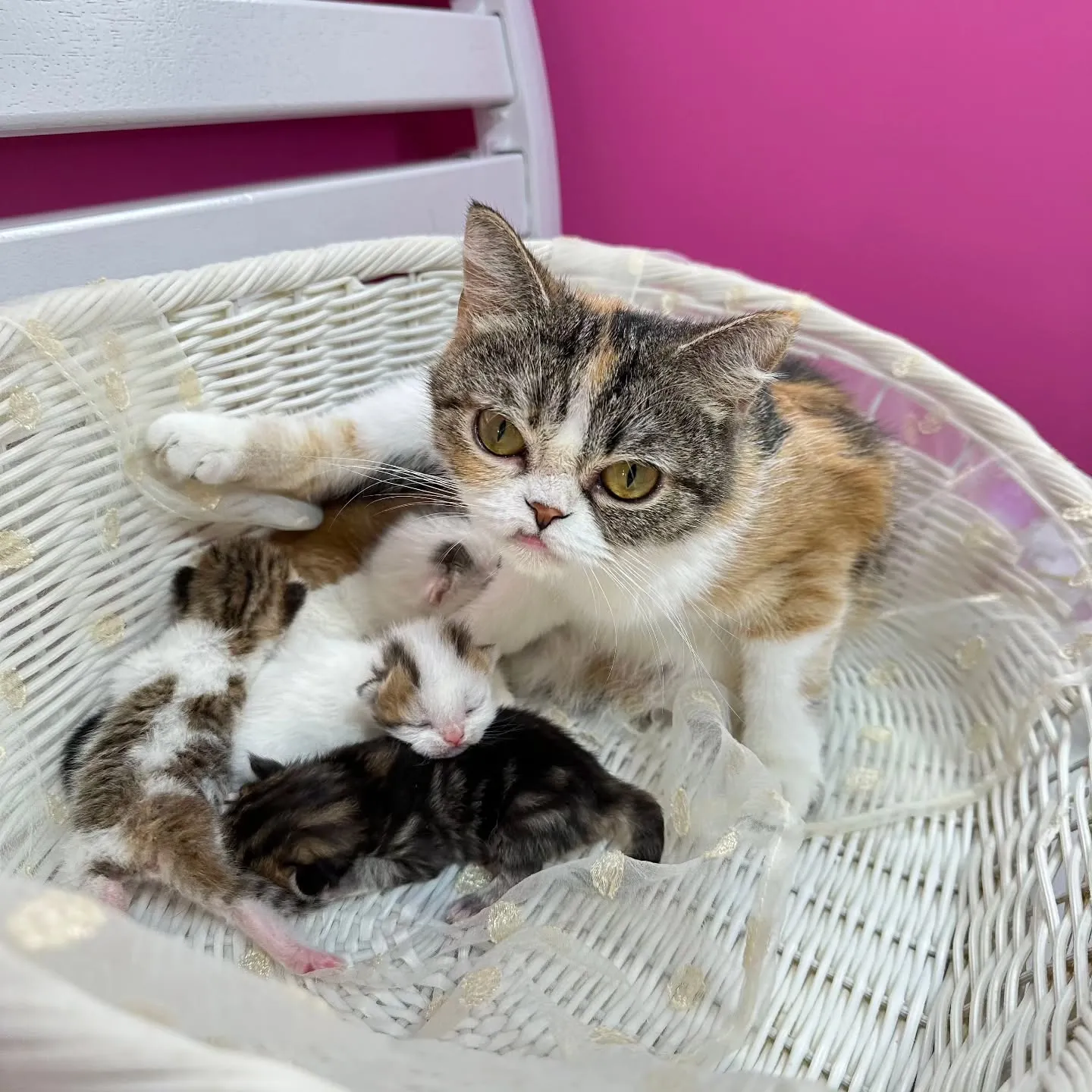 ミヌエットBaby 😺❤️&マンチカンBaby 😺❤️
