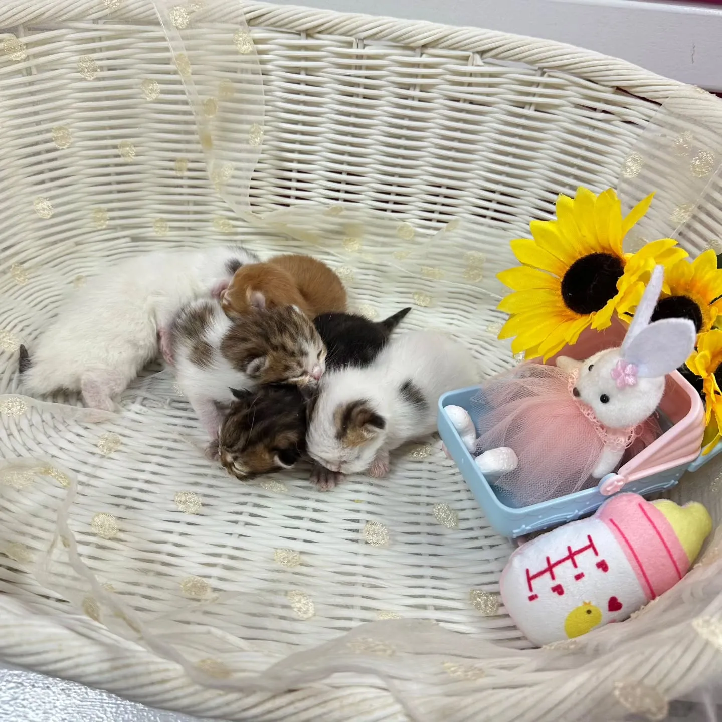 ミヌエットBaby 😺❤️&マンチカンBaby 😺❤️