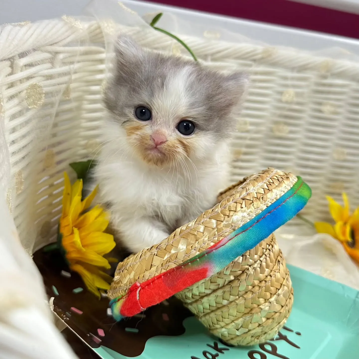 ミヌエットBaby 😺❤️&マンチカンBaby 😺❤️