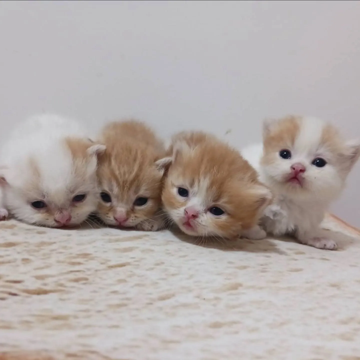 まだまだおチビの赤ちゃんですよ💕