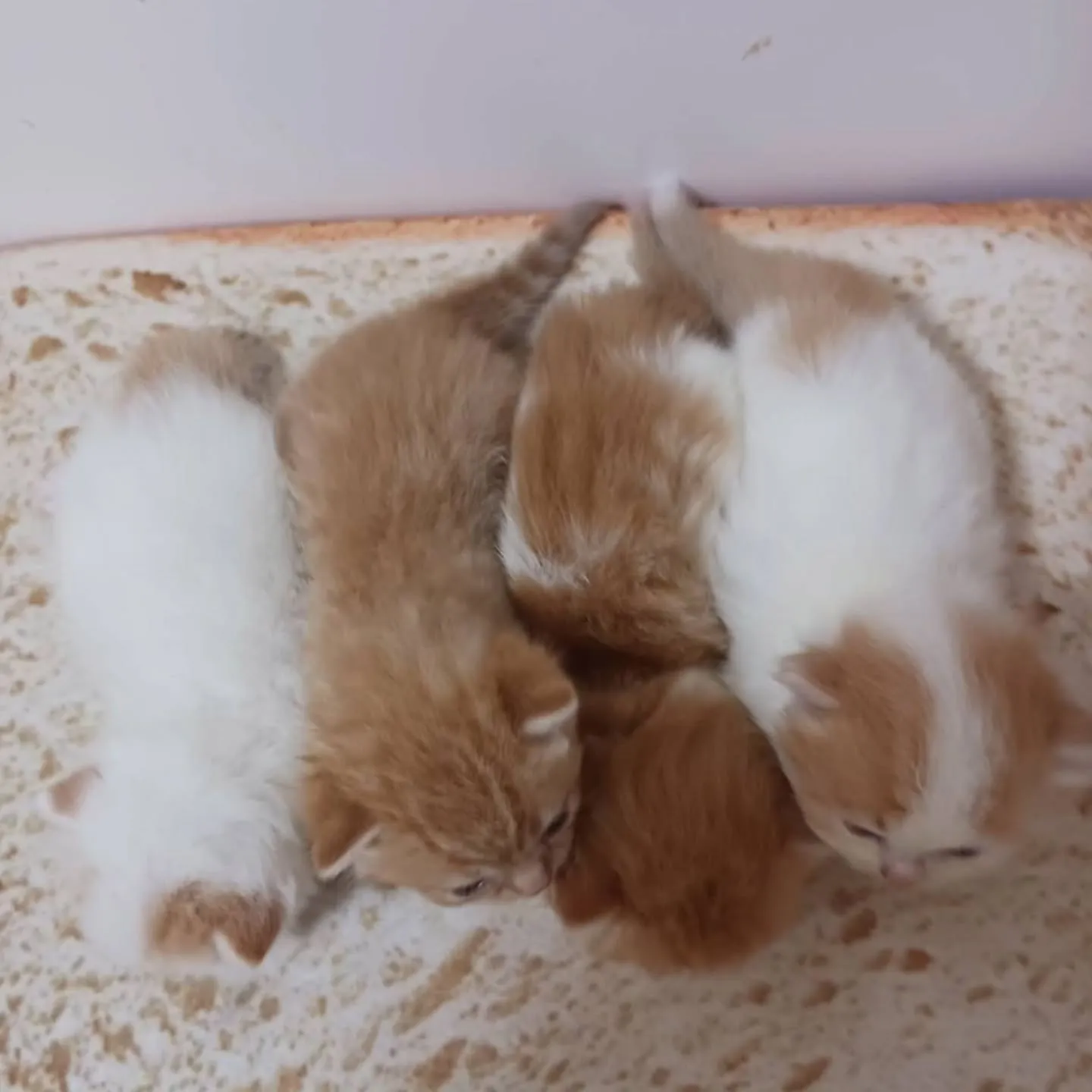 まだまだおチビの赤ちゃんですよ💕