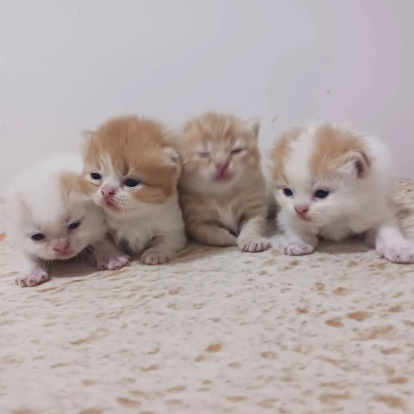 まだまだおチビの赤ちゃんですよ💕