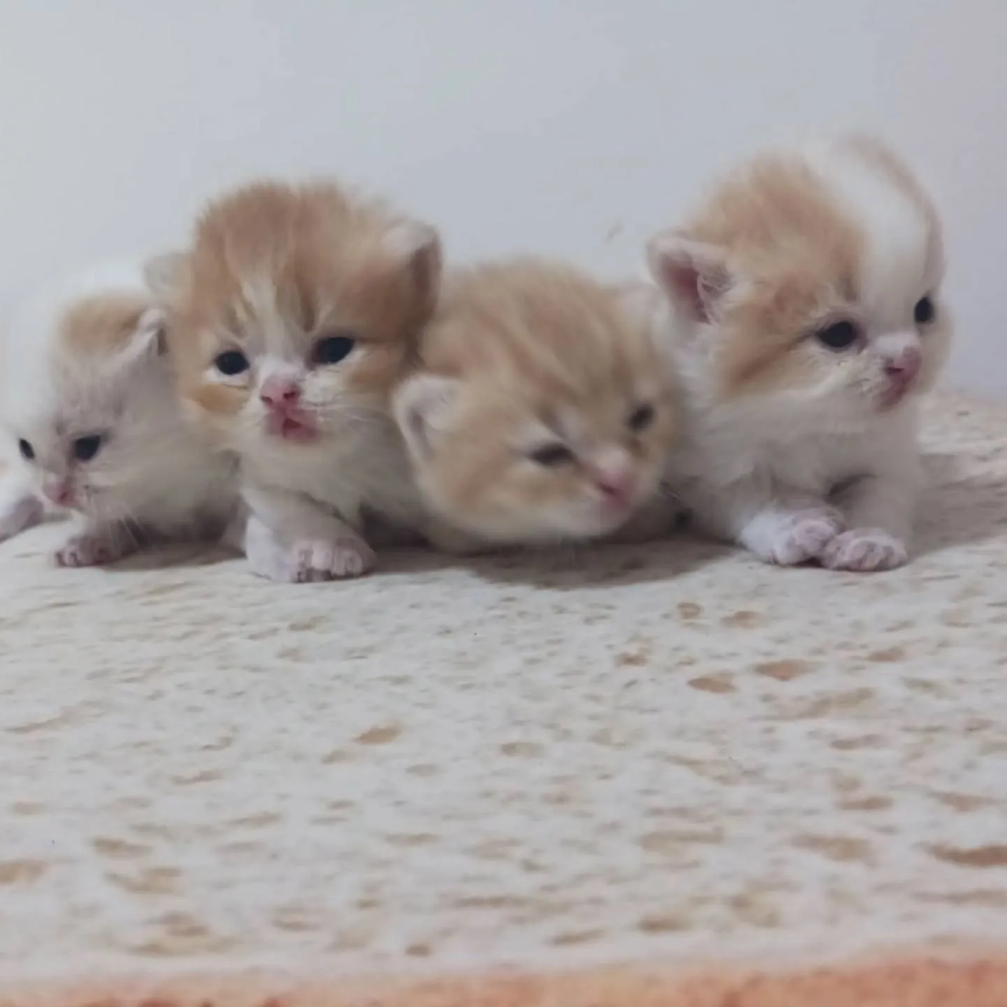 まだまだおチビの赤ちゃんですよ💕