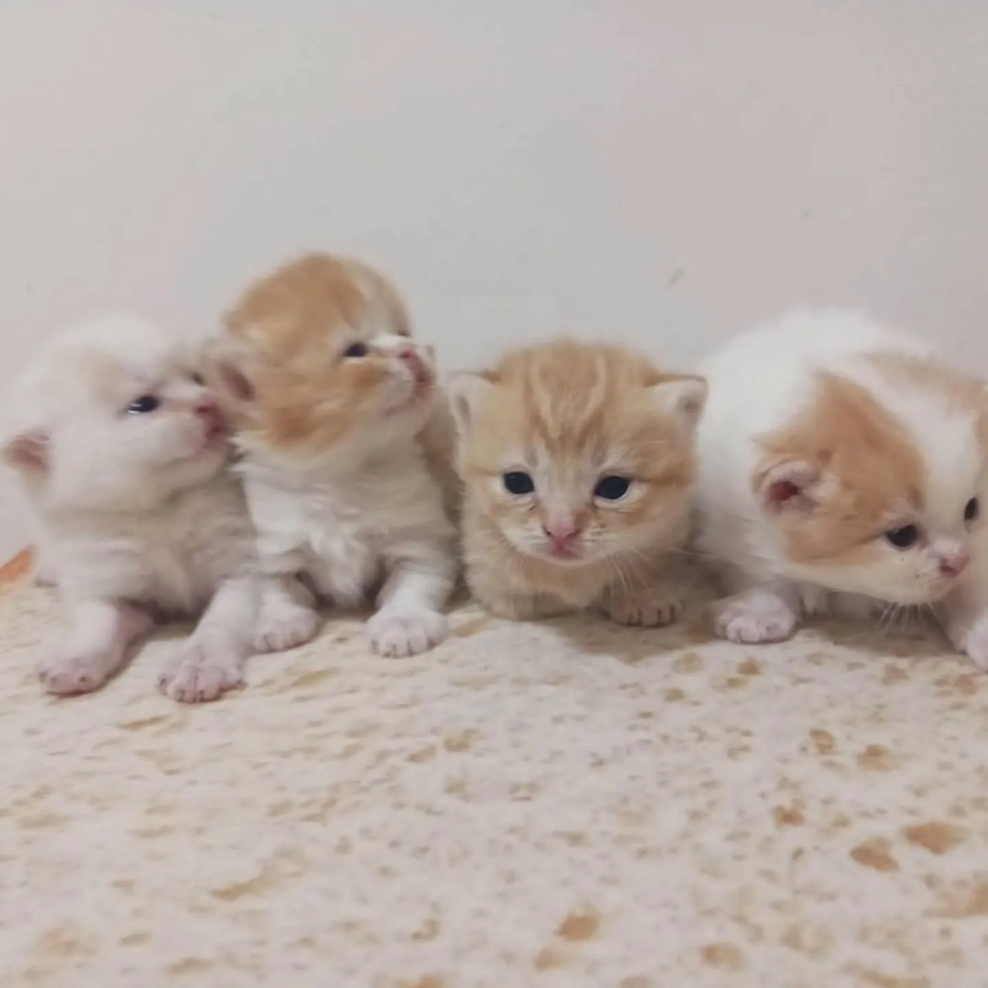 まだまだおチビの赤ちゃんですよ💕
