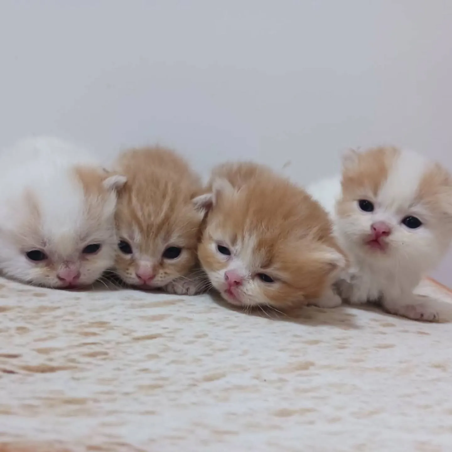 まだまだおチビの赤ちゃんですよ💕