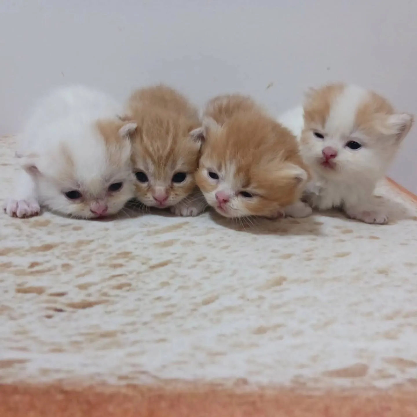 まだまだおチビの赤ちゃんですよ💕