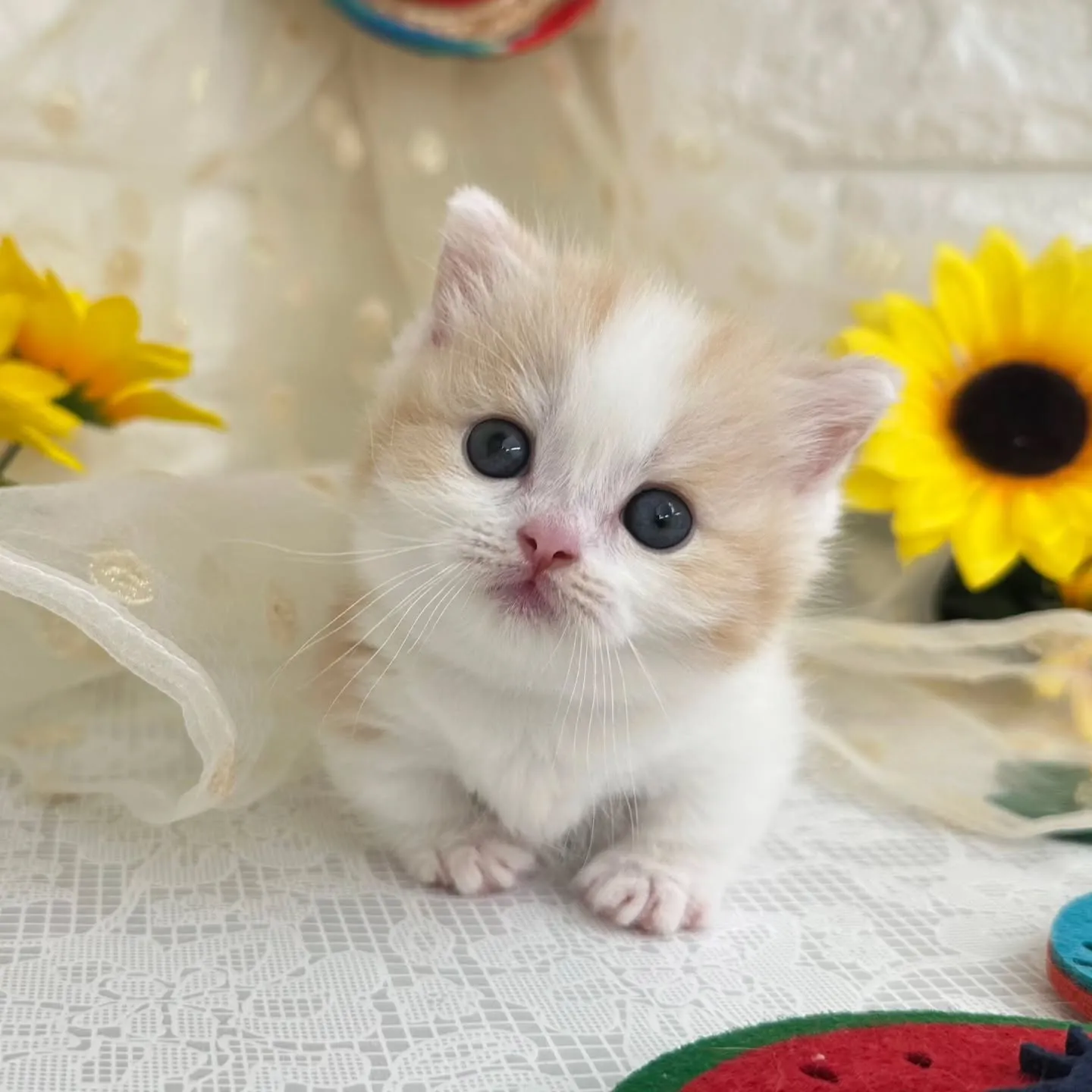 本日ご紹介のマンチカン短足ちゃんです😺❤️