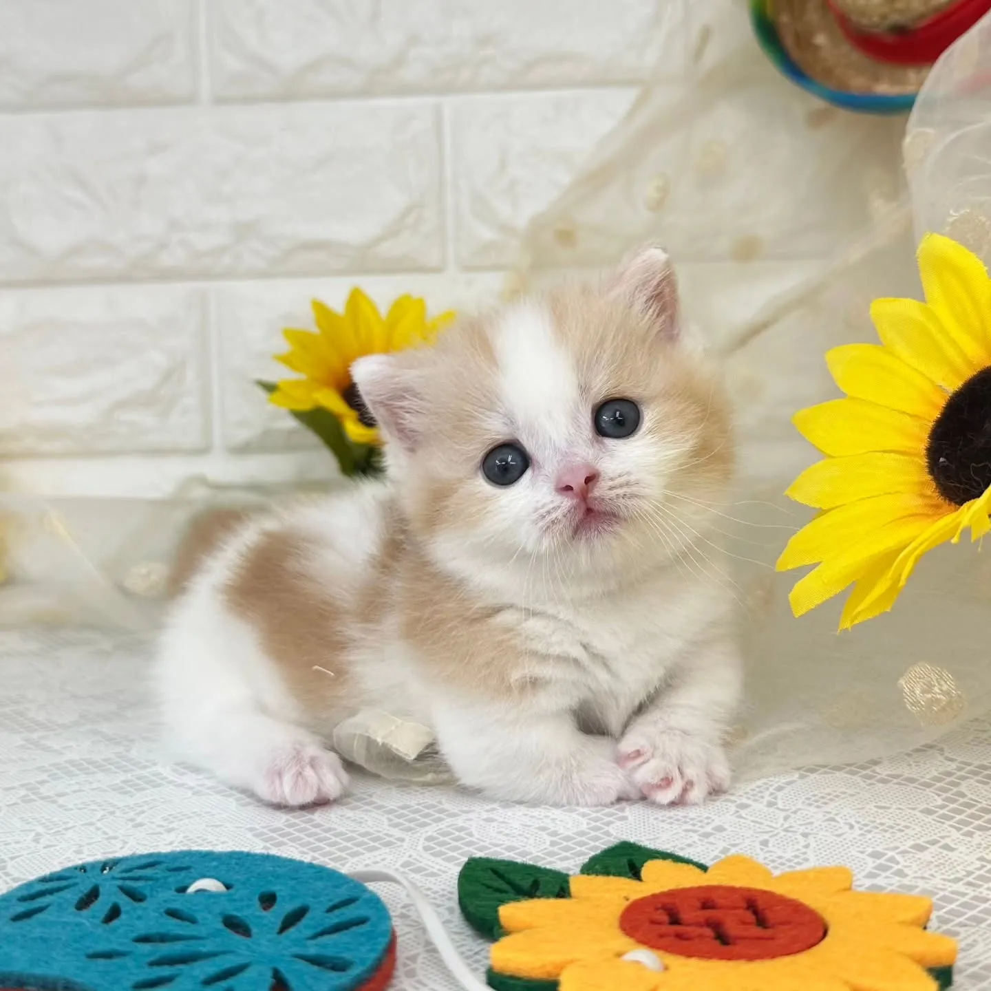 本日ご紹介のマンチカン短足ちゃんです😺❤️