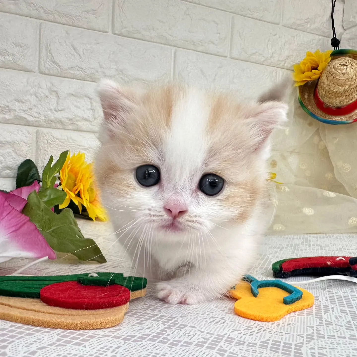本日ご紹介のマンチカン短足ちゃんです😺❤️