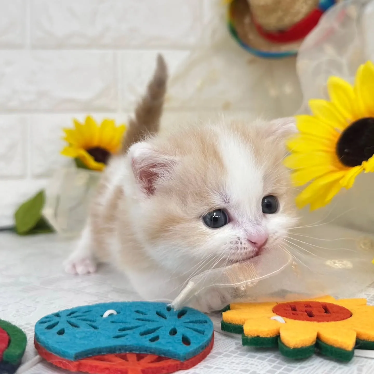 本日ご紹介のマンチカン短足ちゃんです😺❤️