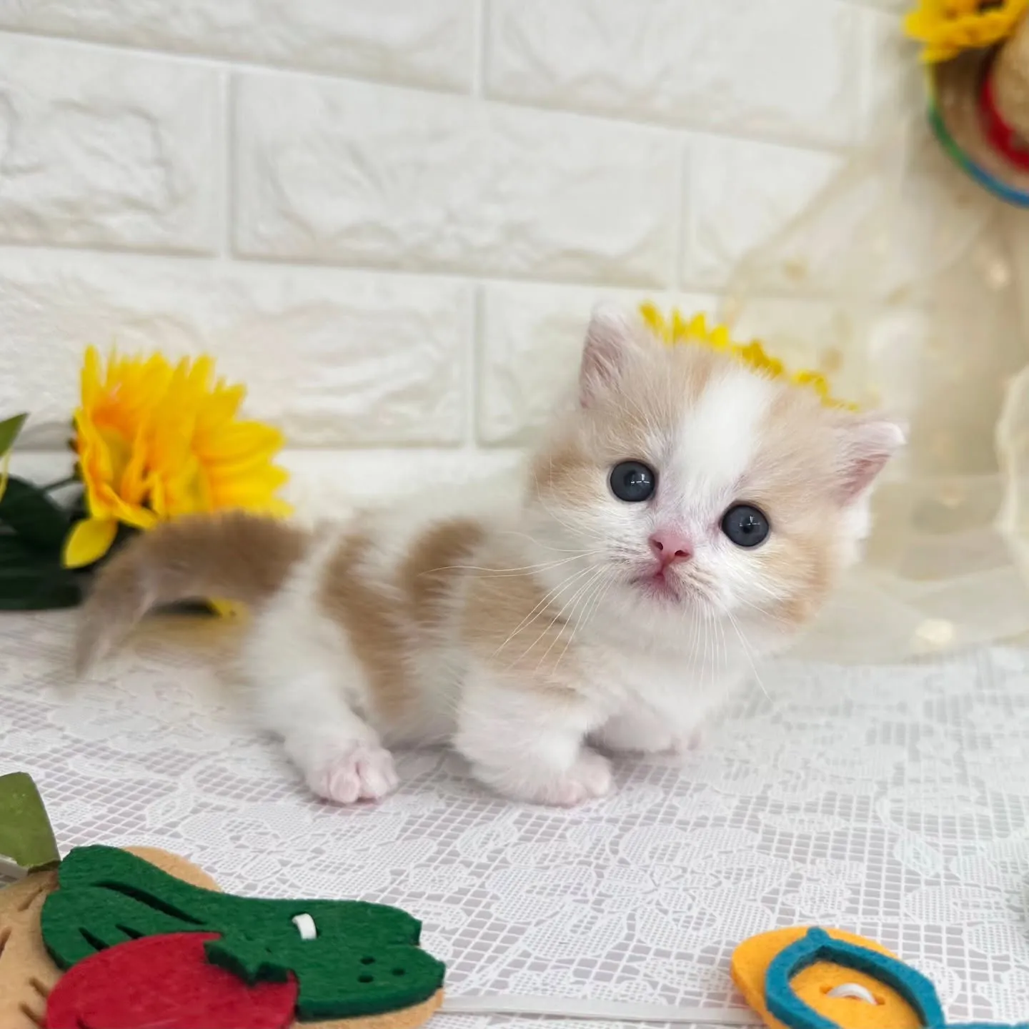 本日ご紹介のマンチカン短足ちゃんです😺❤️