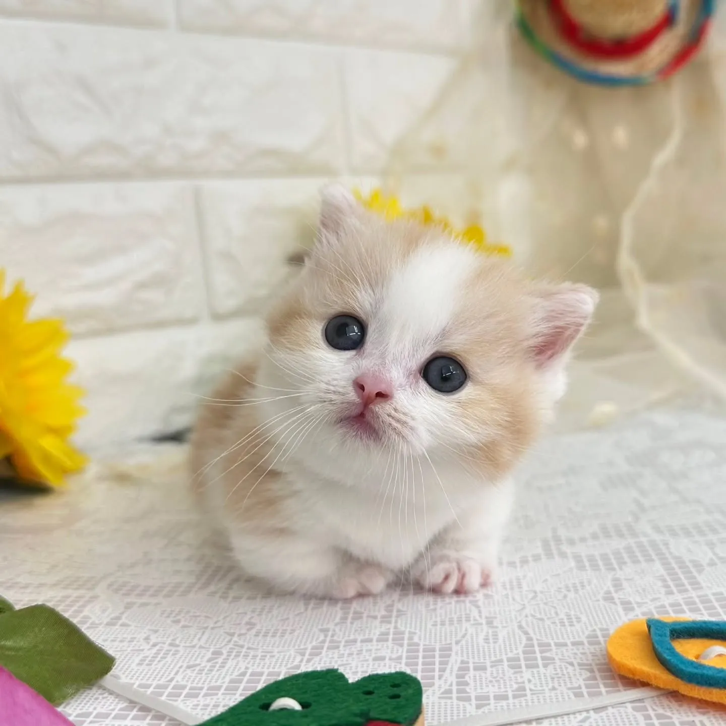 本日ご紹介のマンチカン短足ちゃんです😺❤️