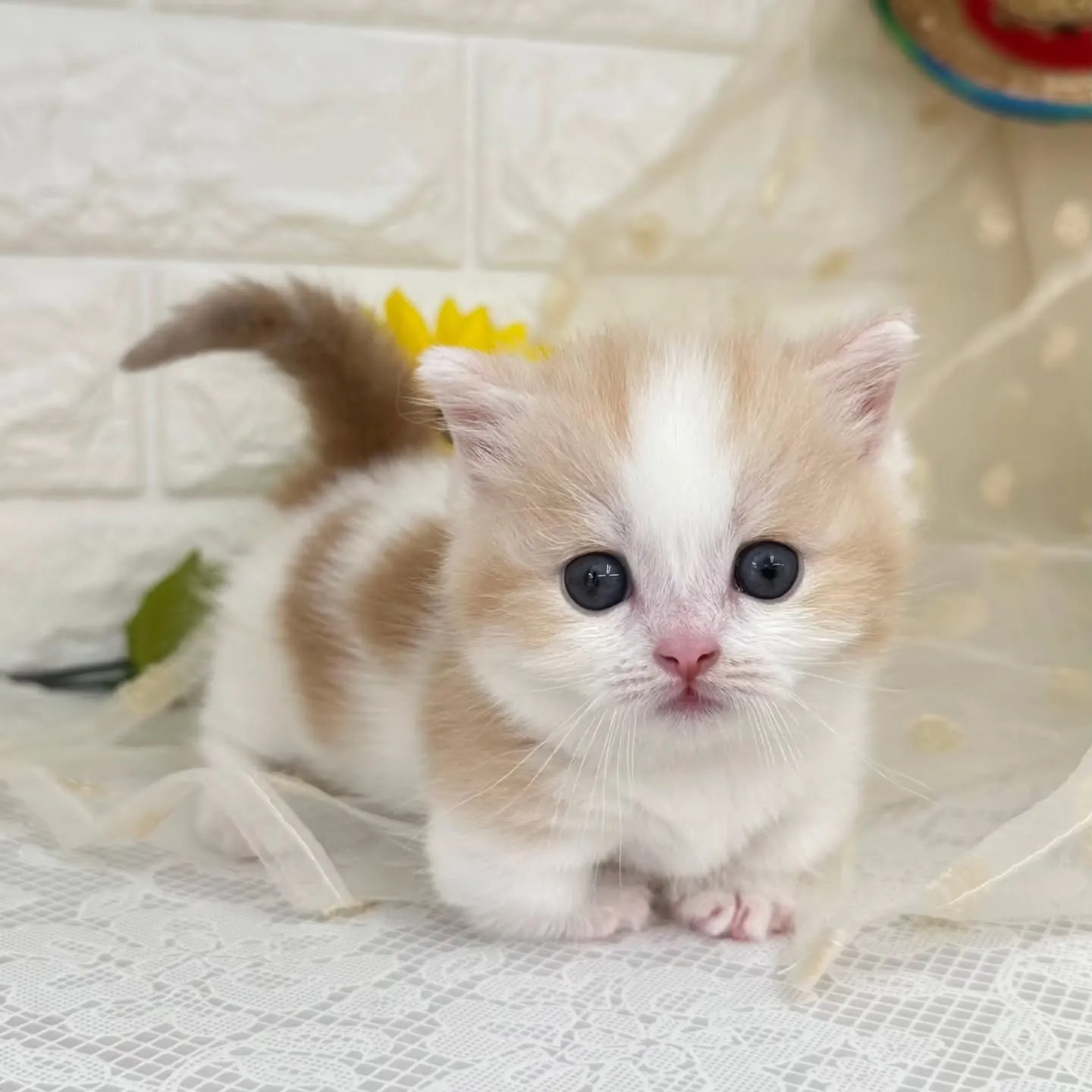 本日ご紹介のマンチカン短足ちゃんです😺❤️