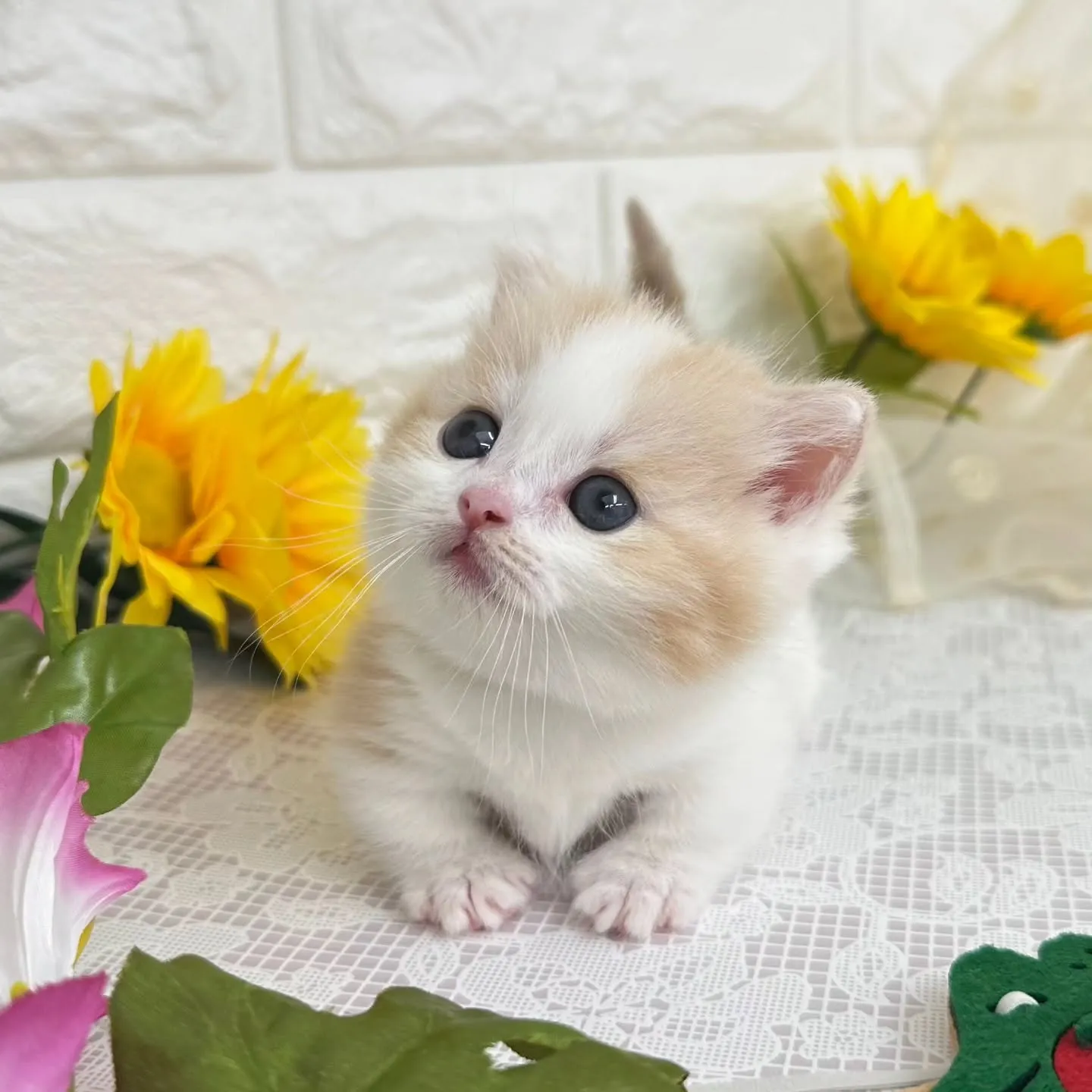 本日ご紹介のマンチカン短足ちゃんです😺❤️
