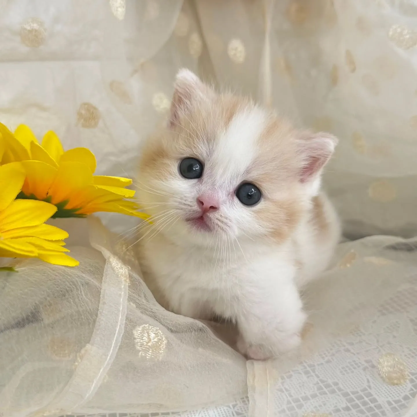 本日ご紹介のマンチカン短足ちゃんです😺❤️