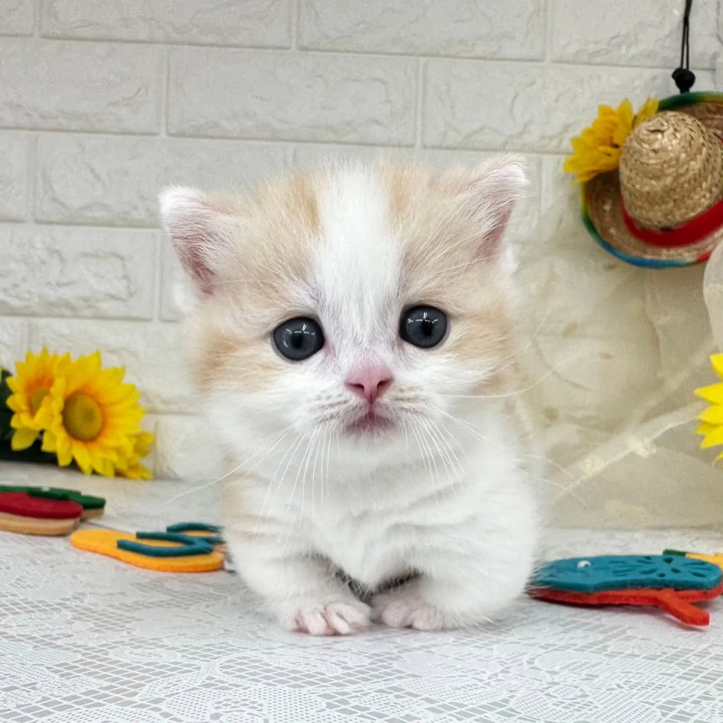 本日ご紹介のマンチカン短足ちゃんです😺❤️