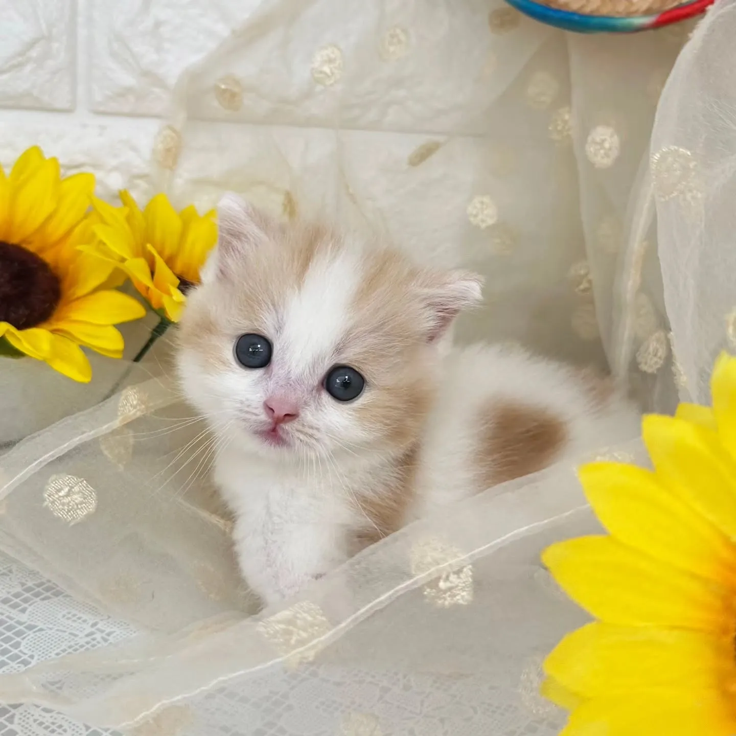 本日ご紹介のマンチカン短足ちゃんです😺❤️